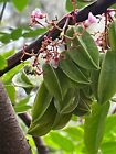 *BOGO* Star Fruit Tree Seeds! 6 seed packet. Buy 6 seeds and get 6 more Free!!