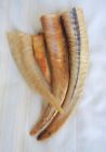 Lot of 4 Small Goat Horns