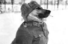 WW2 Picture Photo dog in Soviet military uniform 5926