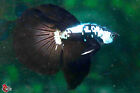 Live Betta Fish Aquarium Black Samurai Male Halfmoon #F783 Thailand seller