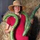 25+ Painted Serpent Cucumber Seeds - ORGANIC - HEIRLOOM - NON GMO -- RARE