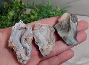 Lot Of 3 CHALCEDONY AGATE ROSETTE Concha Rose Mineral Druzy Crystal BRAZIL D2