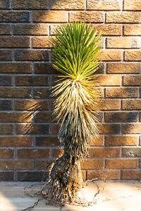 2ft JOSHUA TREE, DESERT, CACTUS, LEGALLY HARVESTED & TAGGED, YUCCA BREVIFOLIA