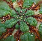 Euphorbia obesa PSK73 -  - PSK73