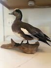 duck taxidermy. This a perfect condition table mount of a Baldplate
