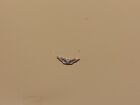 1/6 scale WW2 US Army Air Corp Wings