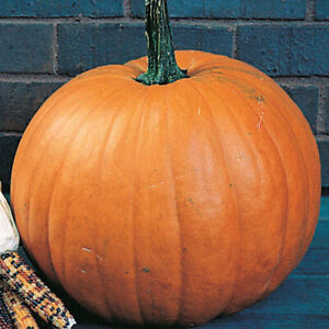 Jack O Lantern Pumpkin Seeds | Carving Pumpkin 10-20 LBS | Free Shipping |
