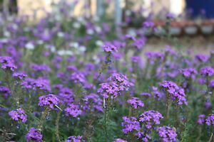 Moss Verbena Seeds, Perennial Ground Cover, Creeping, Purple Flower, FREE SHIP