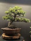 Japanese Imported White Pine Original 14” Tall  6” Nebari 38 Year Old +