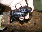 5 Large pairs,Black Hissing roach,dubia alturnative reptile feeder insect school