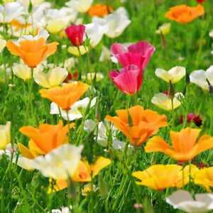 California Poppy Seed Mix, 250 Seeds, Buy 2 Get 1 FREE, Colorful, FREE SHIP