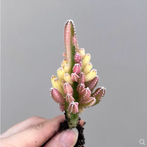 High3-5cm cactus Succulent Live Plant Cereus cv. Fairy Castle beautiful Plant