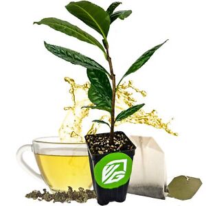 Tea Plant (Green Tea) - Camellia sinensis - Live Plant