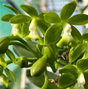 Epidendrum robustum 'Green Giant' x self Orchid Species Green White Tall Plant