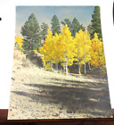 Antique Hand Tinted Painted Photo Yellow Fall Aspens Trees Forest Colorado Large