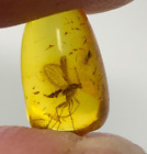 Natural Baltic amber insect fossil in amber stone 0,3gr. 041
