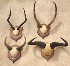 New Listing4 Rare Vintage African Taxidermy Mounts Wildebeest Water Buck Impala Red Lechwe