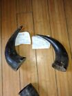 Antique Buffalo Horns 1840s