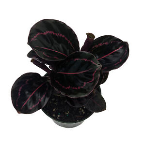 Dottie Rose Painted Prayer Plant - Calathea roseopicta 'Dottie' - Easy - 4