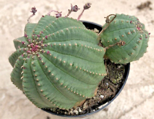 Euphorbia Obesa, 'Baseball / Basketball Plant', Comes in a 2.5