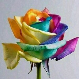 USA-Seller 50pcs Colorful Rainbow Rose Flower Seeds Home Garden Plants.(#1)