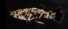 1 M/F Pair Of Live Melanistic Minnows (VERY RARE) FAST SHIPPING
