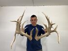197” Set Whitetail Deer Antlers Cuts Sheds Rack Taxidermy Mount Cabin Decor