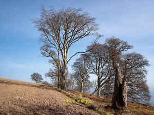 Photo 12x8 Footpath to South Sutor from McFarquhar's Bed Cromarty/NH7867  c2022