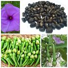 Clove Bean Seeds, Rare Seed, Ipomoea Murica, Natural Organic Fresh seeds Non-GMO