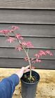 Japanese ‘Shin-Deshojo’ Maple  tree Acer Palmatum  Pre bonsai 25