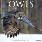 Willow Creek Press,  Owls 2024 Wall Calendar