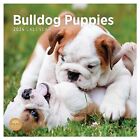 2024 Bulldog Puppies Monthly Wall Calendar by Bright Day, 12 x 12 Inch Cute Dog