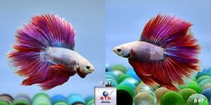 Betta Fish B61 Male Fancy Pink Lavender Double Tails Premium Grade from Thailand