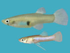 6+ Mosquitofish Gambusia for freshwater Aquarium or pond