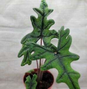 Alocasia jacklyn live rare house plants in 3