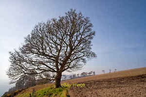 Photo 12x8 Tree at the field edge - South Sutor to McFarquhar's Bed path C c2022