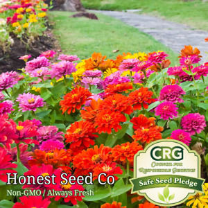 Zinnia - California Giant Mix Seeds | Colorful Flower Blooms Fresh Seeds
