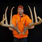 161” Heavy Nice Dark 10 Point Whitetail Deer SHED ANTLERS Horns Skulls Taxidermy