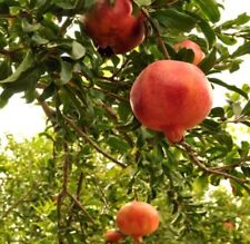Pomegranate Tree - Fruit Trees Live Plant - Easy Plant - LOWEST PRICE !!