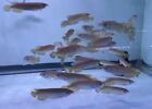 LIVE TROPICAL Fish-Jardini Arowana 5-5.5  Juvenile