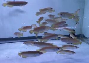 LIVE TROPICAL Fish-Jardini Arowana 4.75 -5 Inch Juvenile