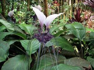 Tacca integrifolia | White Bat Flower | 10 Seeds