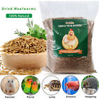 Bulk Dried Mealworms for Wild Birds Food Chickens Hen Fish Turtle Treats Non-GMO