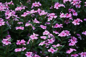 100+ Dwarf Pink Periwinkle Seeds (Vinca Rosea Delicata) Flowers GROUND COVER