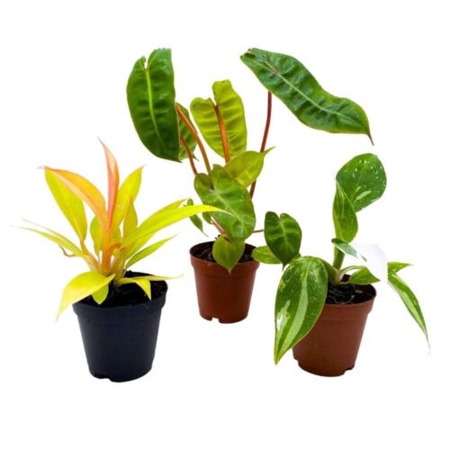 Rare Philodendron Assortment, 2 inch Set of 3, Very Rare Philo Set Growers Choic