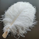 Wholesale 10-100pcs 6-24inch/15-60cm Natural Ostrich Feathers Wedding Decoration