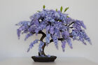 BONSAI JACARANDA MIMOSIFOLIA BLUE FLAMBOYAN rare flowering tree seed 10 seeds