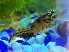 LIVE Brazos Dwarf Crayfish/Crawfish - Perfect for Smaller Tanks!
