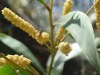 25+ Acacia blakei seeds - 