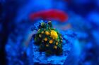 Godzilla Bounce mushroom mother in 2nd pic  WYSIWYG-LIVE CORAL-FRAG-SPS LPS ZOAS